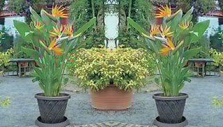 1 or 2 Strelitzia 'Bird Of Paradise' Plants with Optional Pots