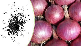 300x Onion 'Red Brunswick' Seeds