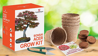Bonsai Acer Tree Growing Kit