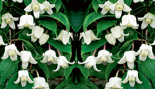 1, 2 or 3 Clematis 'Winter Beauty' Plants in 7cm Pots