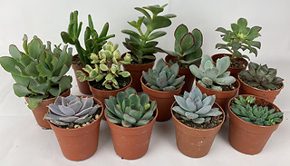 Pack-of-10 Assorted Succulent Plants