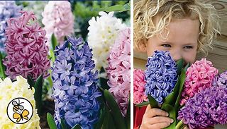 Hyacinth Bulbs - Mixed Colours
