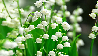 White Lily of the Valley - 7, 14 or 28 Pips