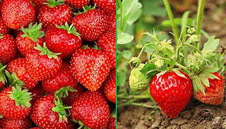 'Cambridge Favourite' Strawberry Plants