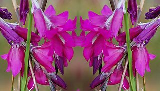 3x Hardy Dierama Blackberry Bells Plants