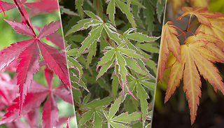 3 x Japanese Maple Acer Trees