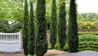 Pair of Italian Cypress Trees