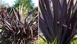 Phormium Black Adder New Zealand Flax
