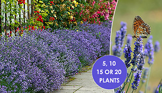 English Lavender - 5, 10, 15 or 20 Plants