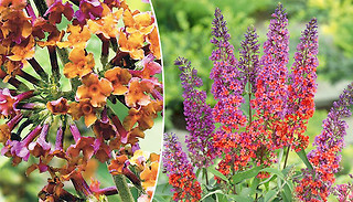 1 or 2 Colour Changing Buddleia In 2L Pot
