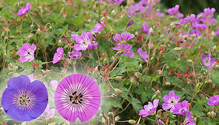 3 Geranium 'Kelly Anne' Collections in 9cm Pot