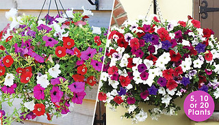 Petunia 'Surfina Collection' Plants - 5, 10 or 20 Plants