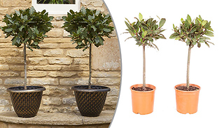 Pair of Standard Bay Trees