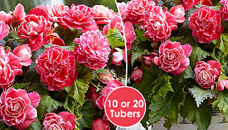 Begonia ‘Camelia’ Plant - 10 or 20 Tubers