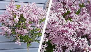 Lilac Syringa Palibin Standard