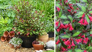 1 or 3 Weigela Potted Plants