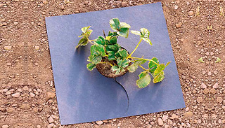 10 Strawberry Protection Mulch Mats