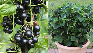 1 or 3 Blackcurrant 'Summer Pearls Patio Black' Plants