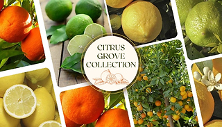 Citrus Grove Collection - Orange, Lemon & Lime
