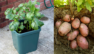 3 Double Layered Potato Pack Pots