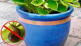 Copper Plant Anti-Slug Pest Tape