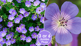 PRE-SALE: Geranium Hardy Rozanne - 3 or 6 Jumbo Plugs