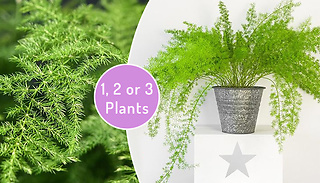 Asparagus Setaceus Plant (13cm Pot) - 1, 2 or 3-Pack