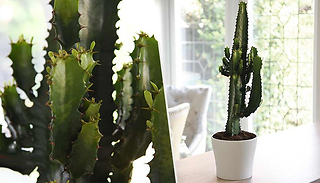 2-Pack of Euphorbia Acruensis Cactus 17cm Pots
