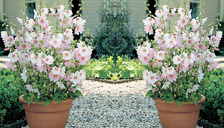 1, 2 or 3 Lavatera 'Barnsley Baby' 9cm Potted Plants
