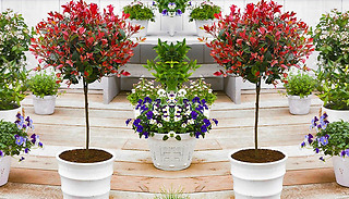 1-2 Photinia 'Red Robin' Tree - Optional Planter