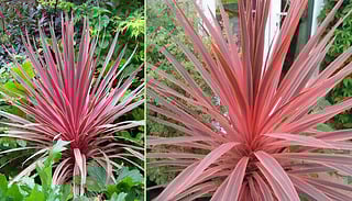 Charlie Boy Variety Cordyline Plant in 9cm Pot