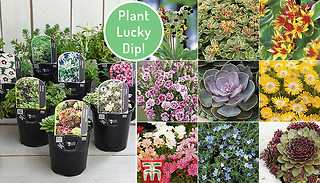 6 or 12 Lucky Dip Alpine Rockery Plants in 9cm Pots