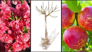 Nectarine Garden Beauty - Bare Root Tree