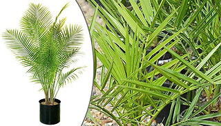 1 or 2 Canary Island Date Palm 1.5L Potted Plants