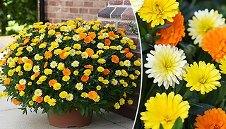 5 or 10 Calendula 'Power Daisy' Collection Plants