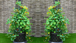 Black/Gold Trellis Tower Pots - 1 or 2