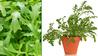 Wild Rocket Seed Packet - Up To 780 Seeds!