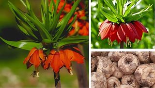 Fritillaria Red Baron Bulb AKA Kaiser's Crown