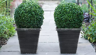 Buxus Sempervivum Ball With Biscotti Pot - 1 or 2 Plants