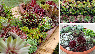 Sempervivum Mix (Hardy Succulents) - 6 Plants
